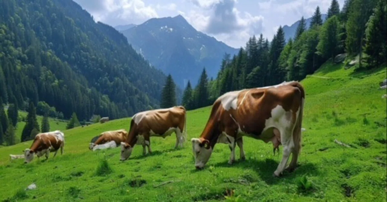 Cows that eat grass, people who eat yams｜クローバーフィールド