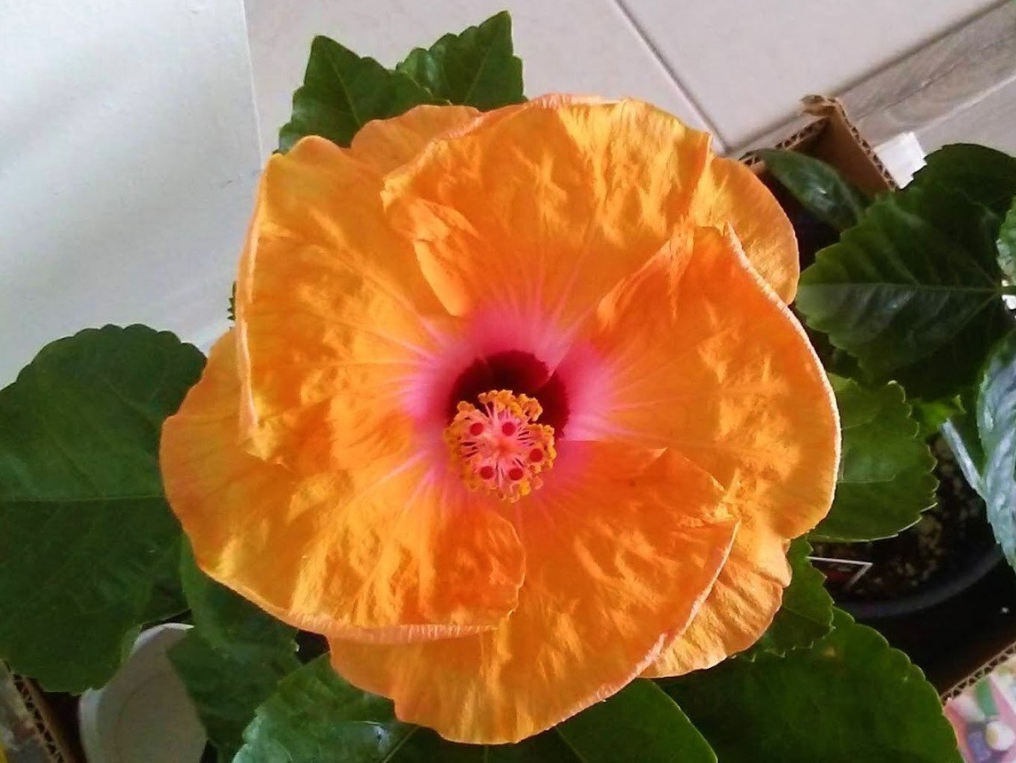 時 分 ハワイ語の文法 時間を表す Kahale Uchi Note 時 分 ハワイ語の文法 時間を表す Kahale Uchi Note