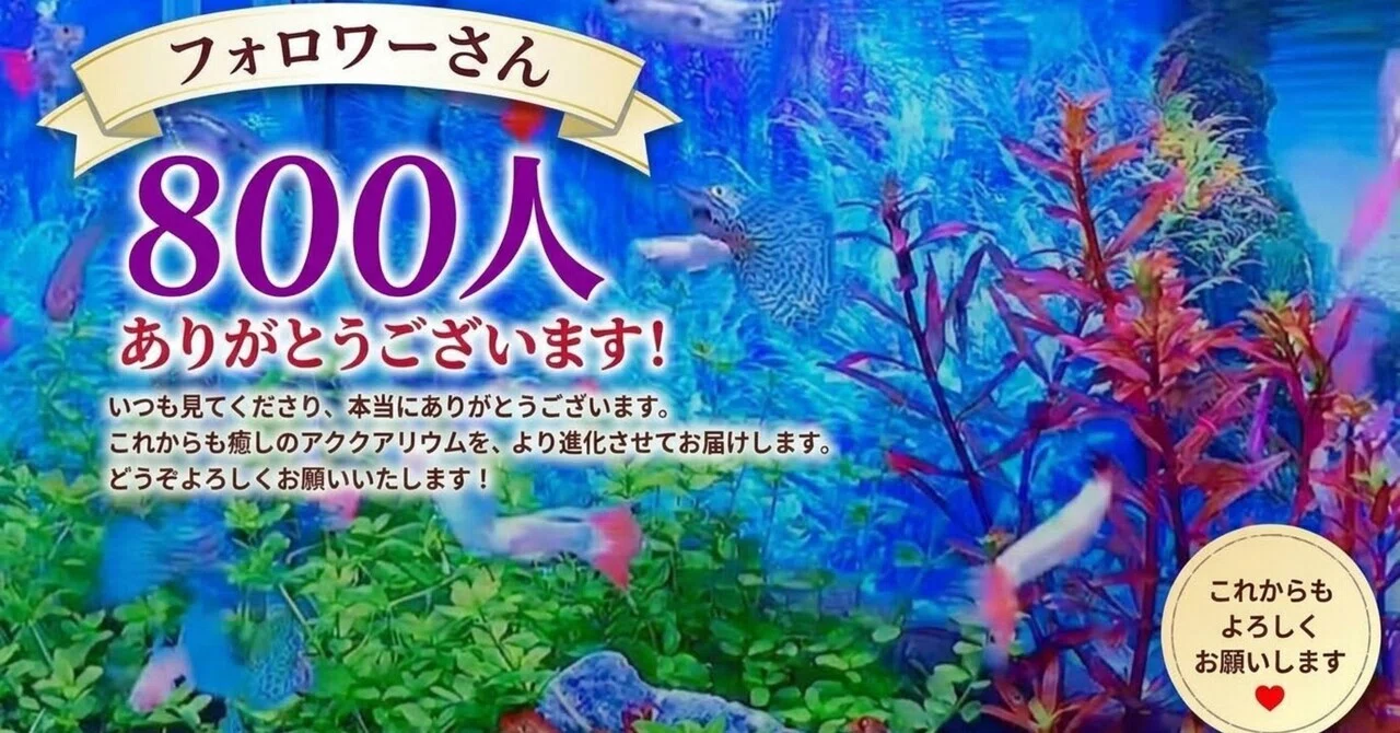 I will continue to deliver healing aquariums to all 800 of you.｜きみこ 癒しの ...