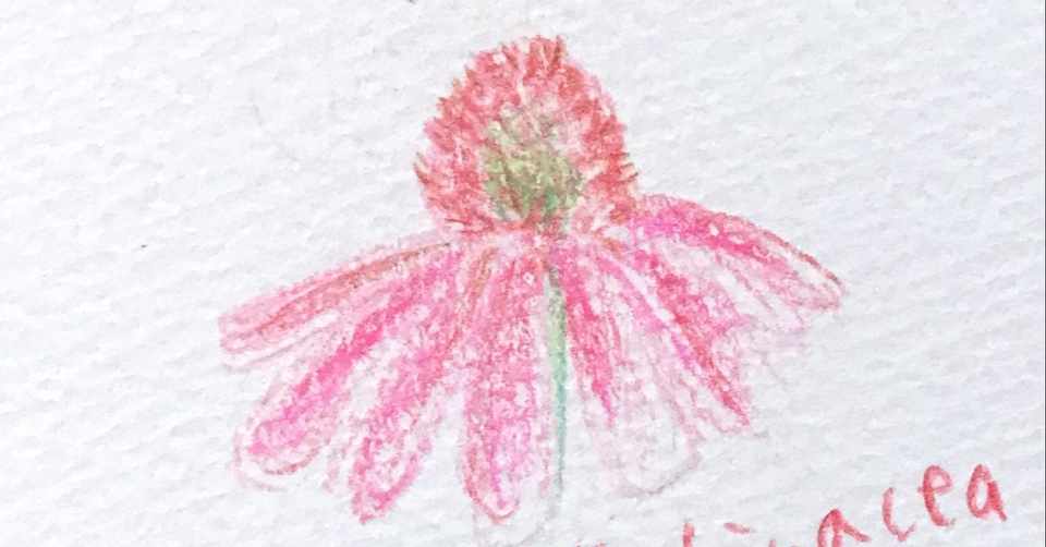 ハーブのイラスト えいみ Note