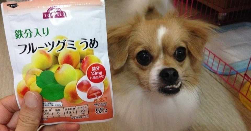 カリカリご飯でも2日に1度は完食する理由 Ume 中国 ミャンマー Note