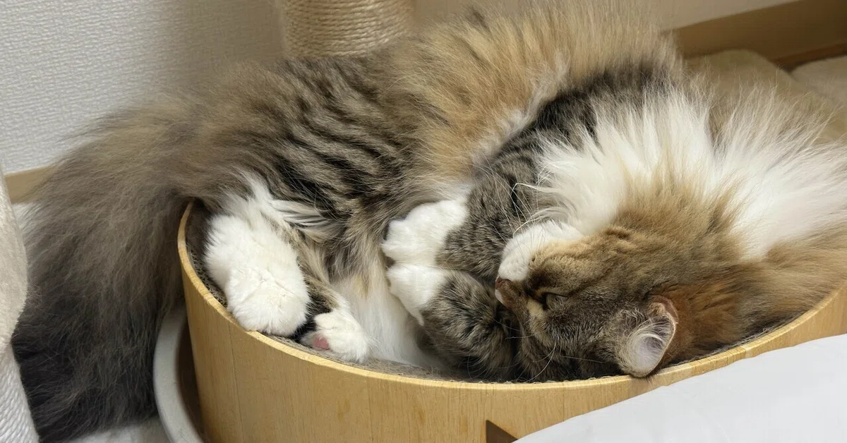 [2026/11/8] Cat Gathering 2026 Pre-Participation Guide | This Year's ...
