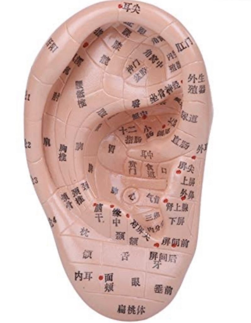 耳つぼセラピー施術と耳つぼセラピスト養成講座のご案内です ダイエットコーチ 美腸発酵食マイスター 五行診断士 体と心の 代謝アップセラピスト 近藤明日香 Note