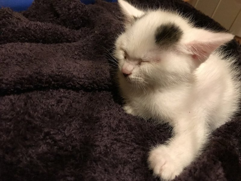 漏斗胸と言われたけれど 保護猫チームねこマンマ Note