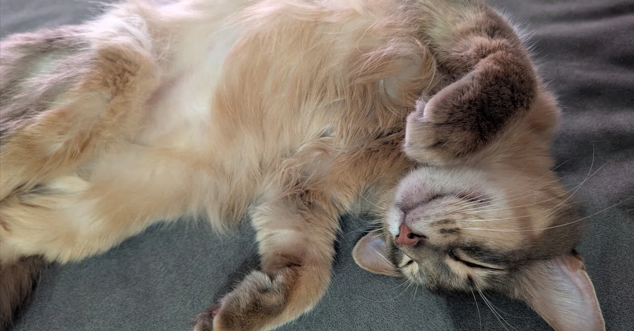 [Dental Care for 4 Cats] Different tastes and personalities!? My family ...