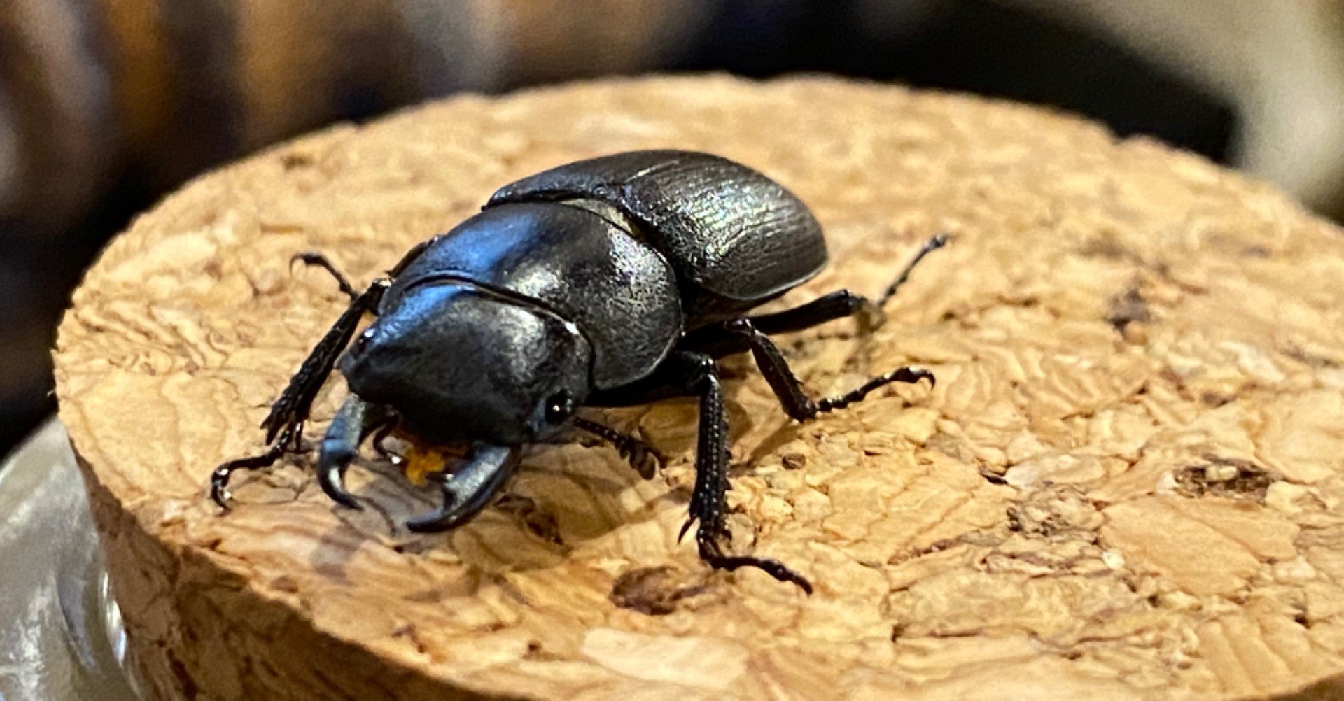 Sale 104 Off コクワガタ メス 成虫 Kkm025 生体 昆虫生体