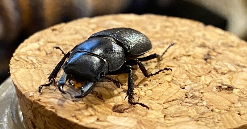 加賀暮らし の新着タグ記事一覧 Note つくる つながる とどける