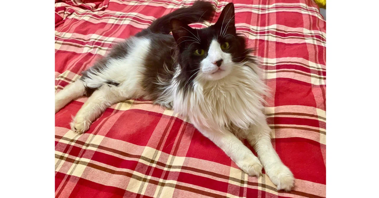 Funerals for Beloved Cats and Dogs｜AngelMimo Journal @NYC