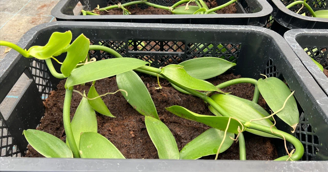 The Scent of Vanilla: Where Do Its Ingredients Come From? Introducing ...