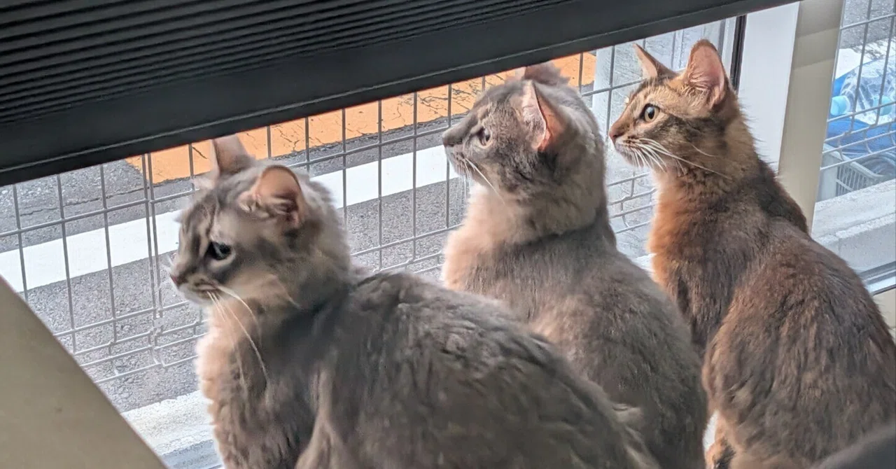 Training 4 Cats: Preventing Sink Invasions & Wandering Underfoot While ...