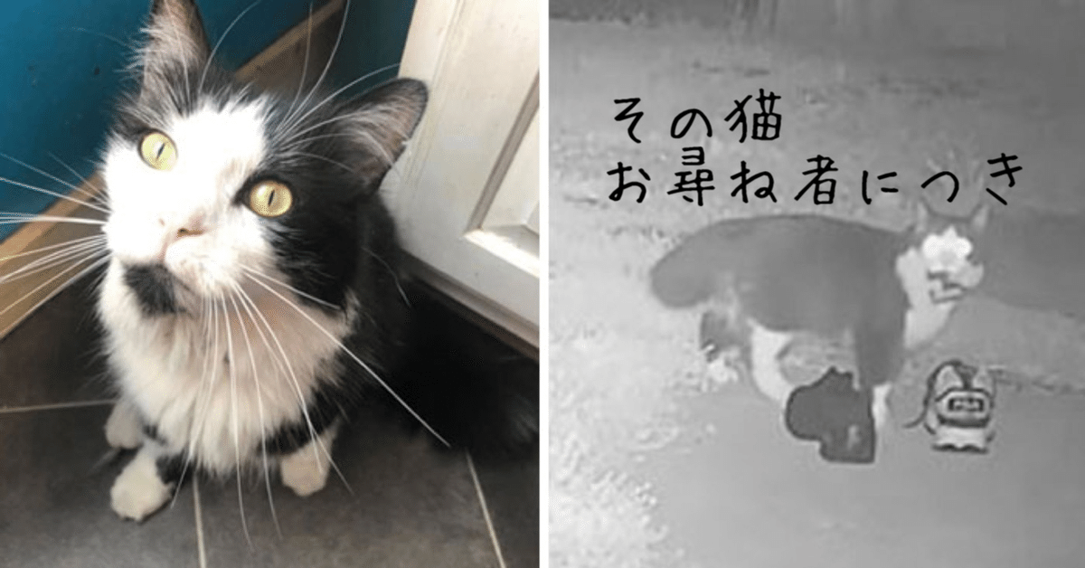 レア　コポー　コポタロウ　泥棒猫 m57160041628_1.jpg?1719301781