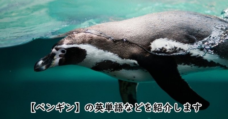 長崎ペンギン水族館 の新着タグ記事一覧 Note つくる つながる とどける