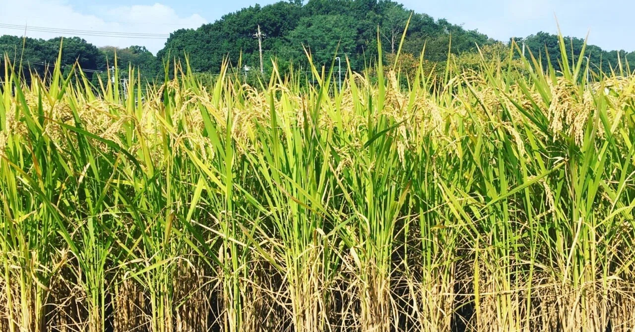 Rice is Not the Enemy ②｜佑奈｜炊き込み姐さん