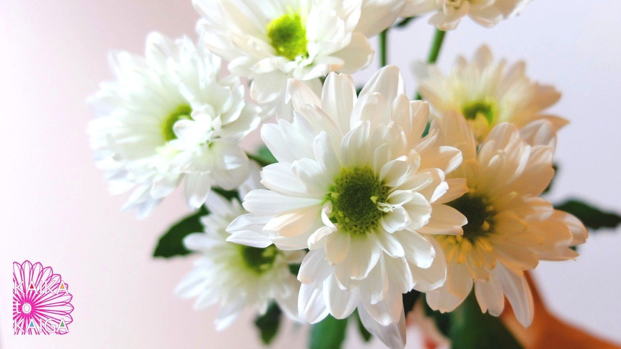 雑な切り口こそ命 菊の水揚げ カイカトカイガ Note 雑な切り口こそ命 菊の水揚げ カイカトカイガ Note