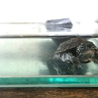 ユーリ ノルシュテインについて ひとみ Note