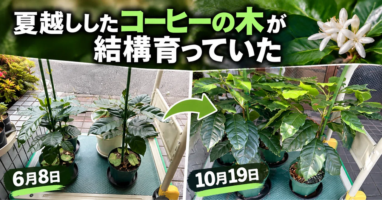 The coffee tree that survived the summer has grown quite a bit｜Hirokazu ...