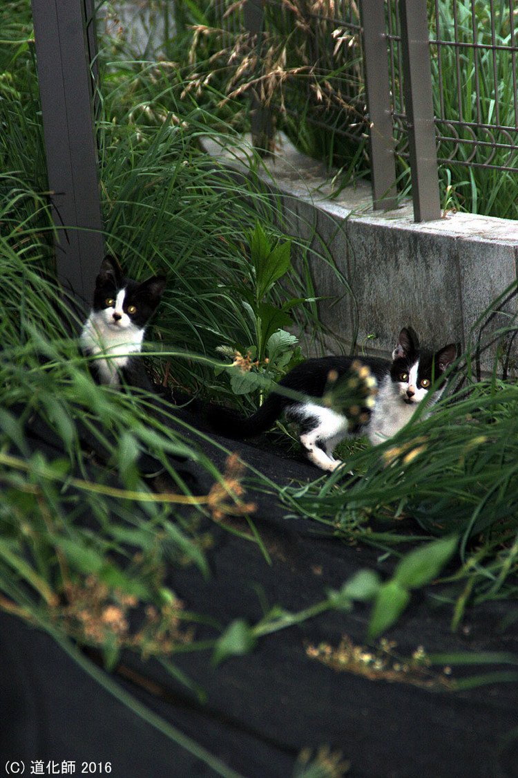 Stray cat 304  #photo #写真 #cat #猫 #ねこ #ネコ #猫写真 #ねこのきもち #癒し #双子 #twins #瓜二つ