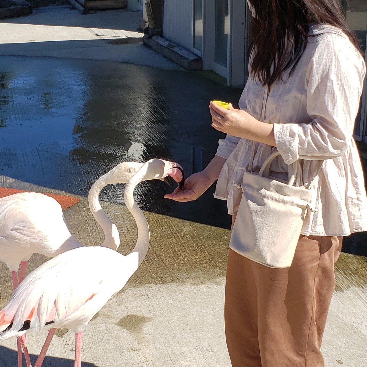 動物かわいい 阿蘇ファームランド あ だち Note