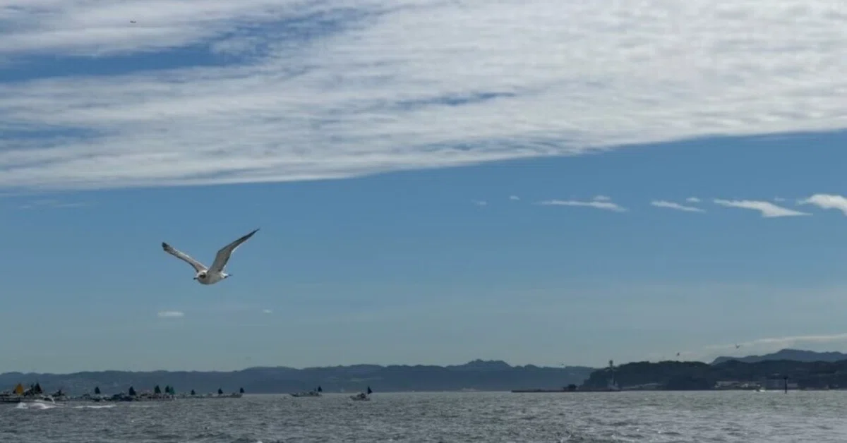 024 My Fishing Situation｜アパシー犬