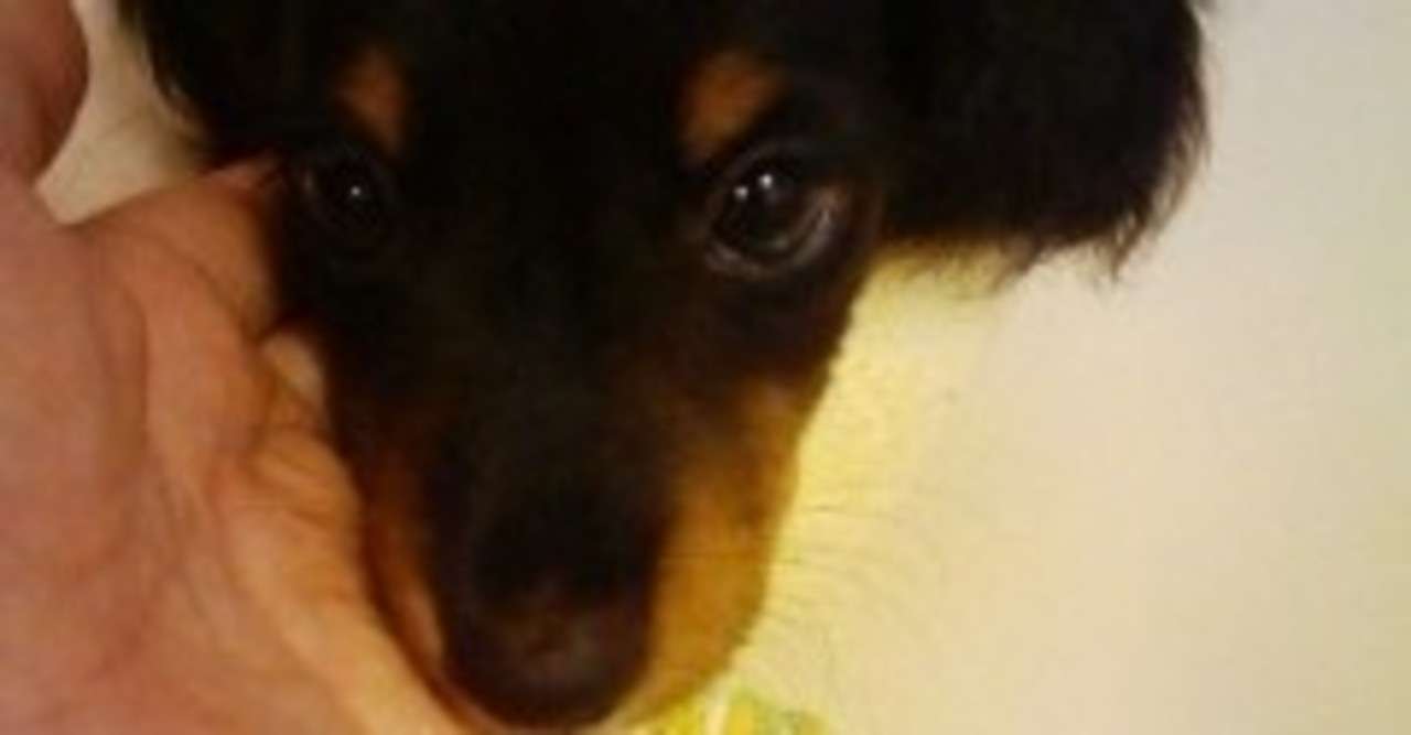 うちの子記念日 ドッグヘルスケアアドバイザー Aki Note