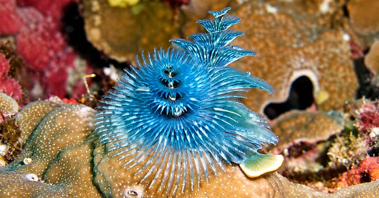 Christmas Tree Worms | Colorful trees blooming in the sea! | Mysterious ...