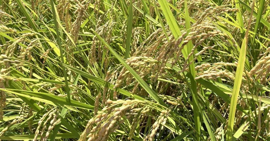 [Island Rice] Part 1: Where does Okinawa's rice come from? — The dining ...