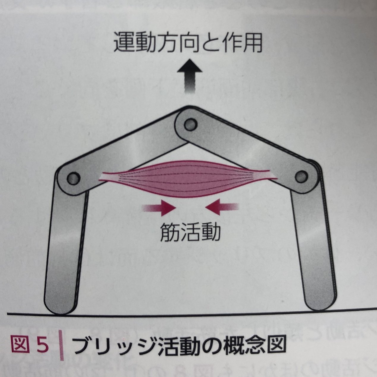 クラインフォーゲルバッハの運動学〜ブリッジ活動〜｜理学療法士に向け