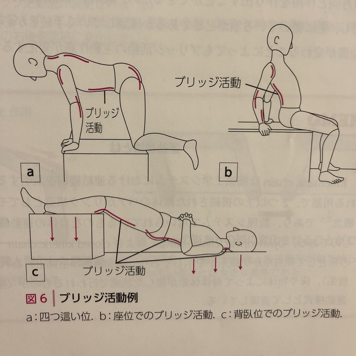 クラインフォーゲルバッハの運動学〜ブリッジ活動〜｜理学療法士に向け