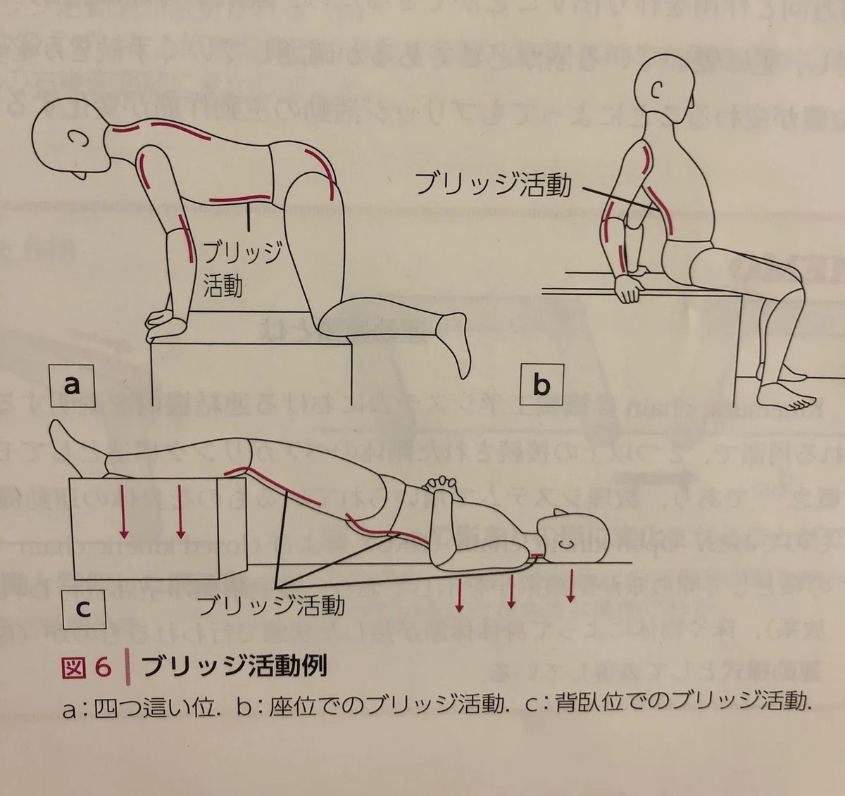 クラインフォーゲルバッハの運動学〜ブリッジ活動〜｜理学療法士に向け
