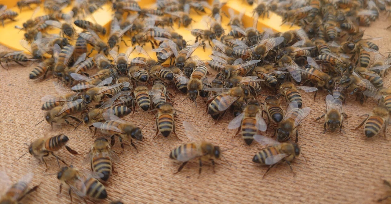 Notes from someone who thinks Italian BIO honey might be in existential ...