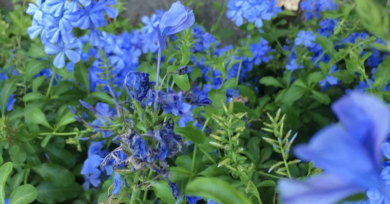 言葉で伝えることを諦めない Algernon Yugyo 花屋 Note