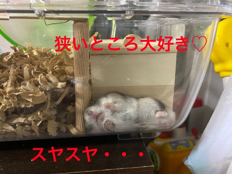 ハムスター飼育日記114日目と27日目 8 15 サトウショウヘイ Note