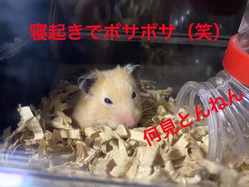 ハムスター飼育日記114日目と27日目 2020 8 15 サトウショウヘイ Note