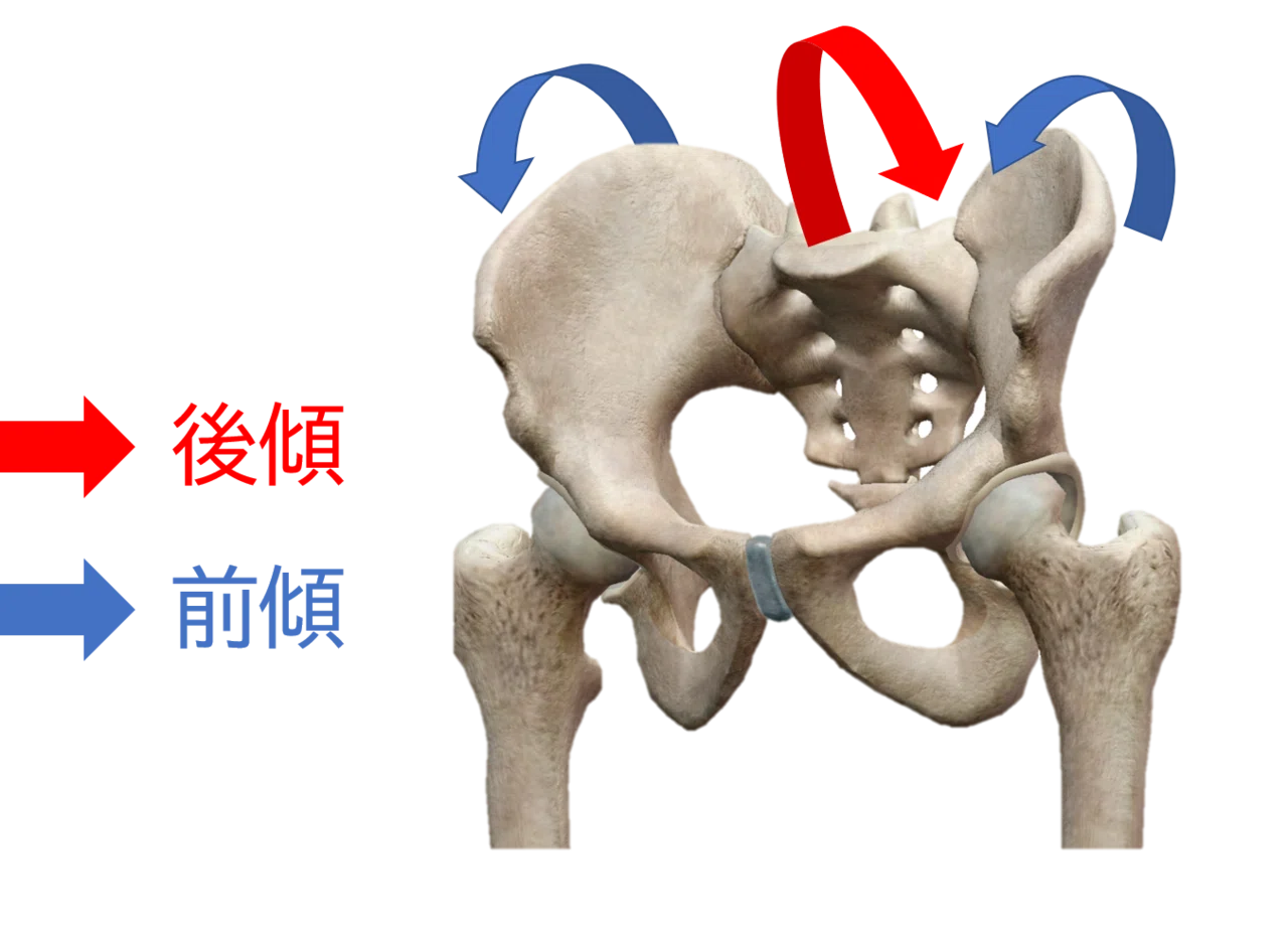 仙腸関節の痛み、腰椎・骨盤領域の臨床解剖学、腰痛の病態別運動療法