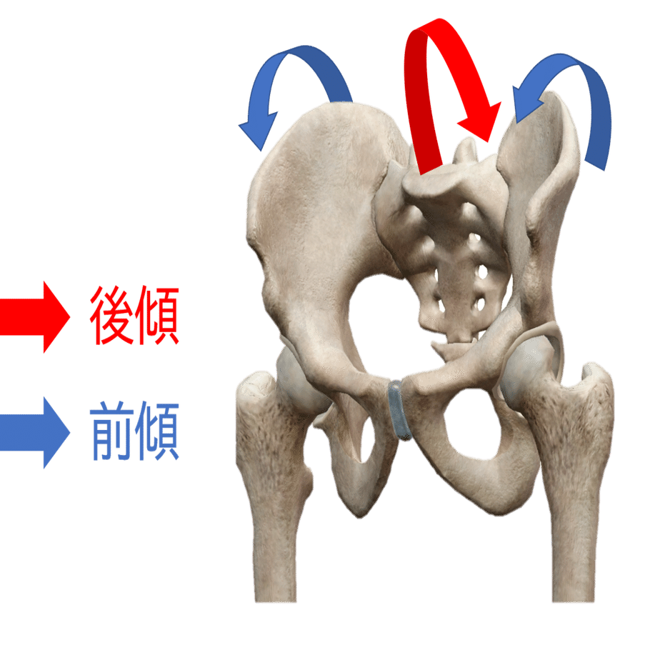 仙腸関節痛の理学療法評価〜臨床に繋がる知識と実践的評価方法〜｜理学