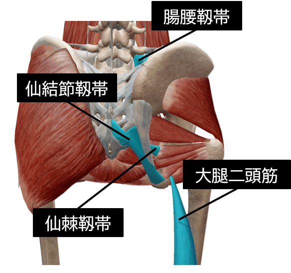 仙腸関節痛の理学療法評価 臨床に繋がる知識と実践的評価方法 理学療法士による理学療法士のためのnote Note 仙腸関節痛の理学療法評価 臨床に繋がる知識と実践的評価方法 理学療法士による理学療法士のためのnote Note