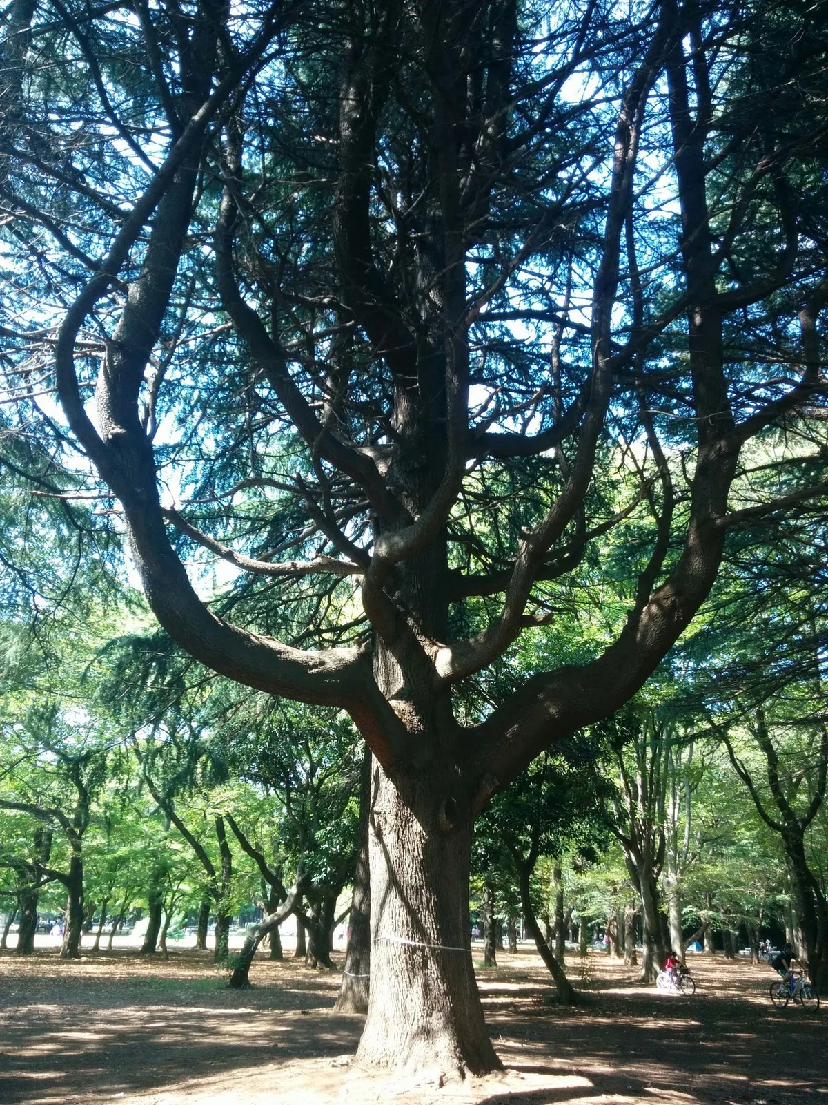 画像13