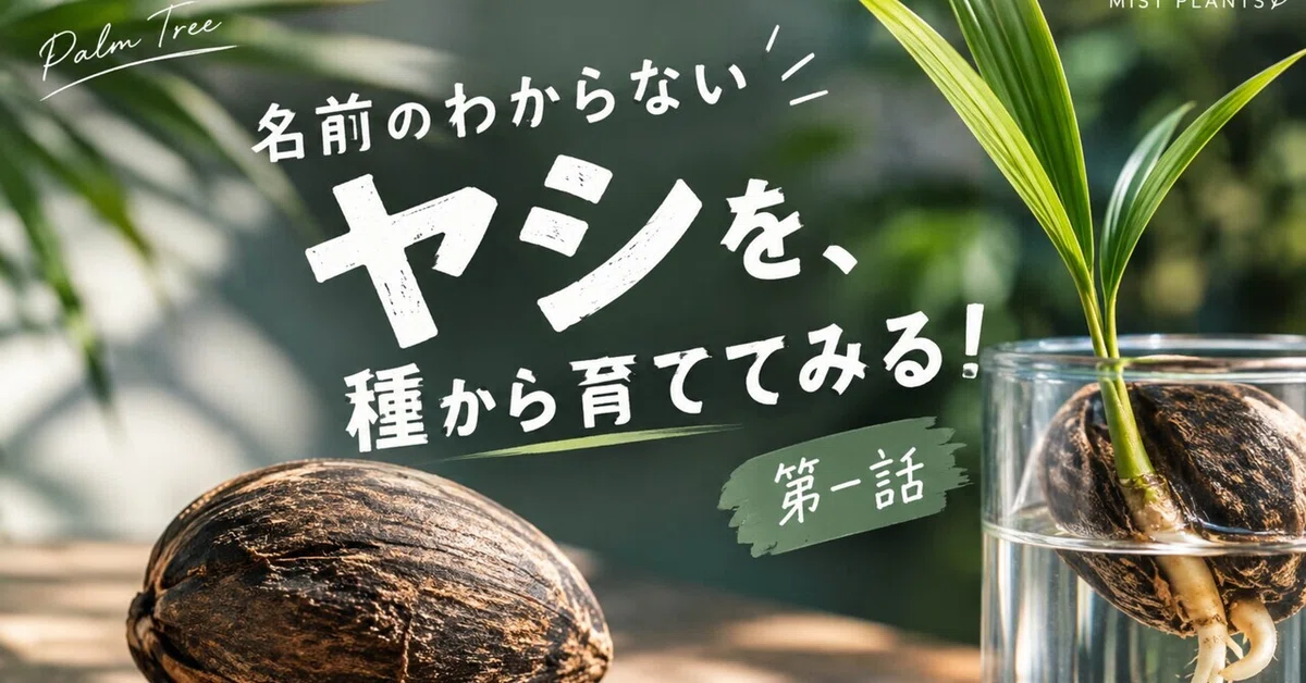 [Palm Tree Episode 1] Growing a palm tree of unknown species from seed ...