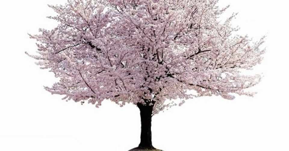 新海誠の 秒速5センチメートル はアニメだけで考察や感想は難しい 小説やコミックを読んで作品が完成する Ronmel Note