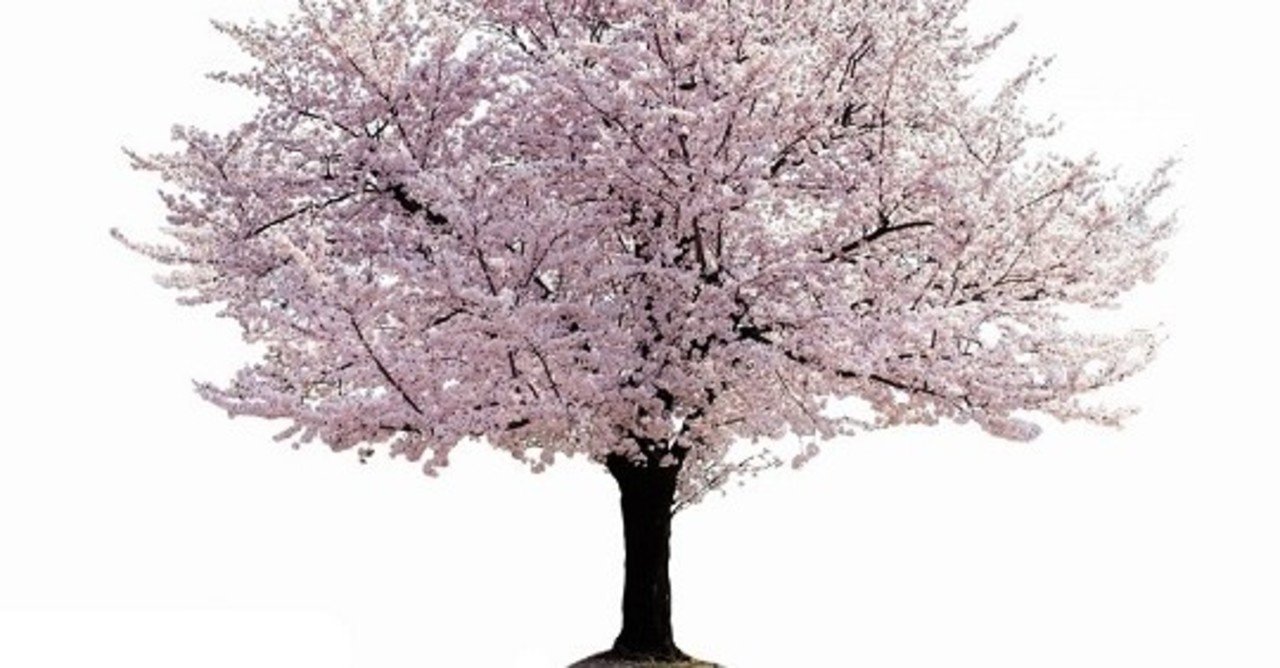 新海誠の 秒速5センチメートル はアニメだけで考察や感想は出せない 小説やコミックを読んで作品が完成する Ronmel Note 新海誠の 秒速5センチメートル はアニメだけで考察や感想は出せない 小説やコミックを読んで作品が完成する Ronmel Note