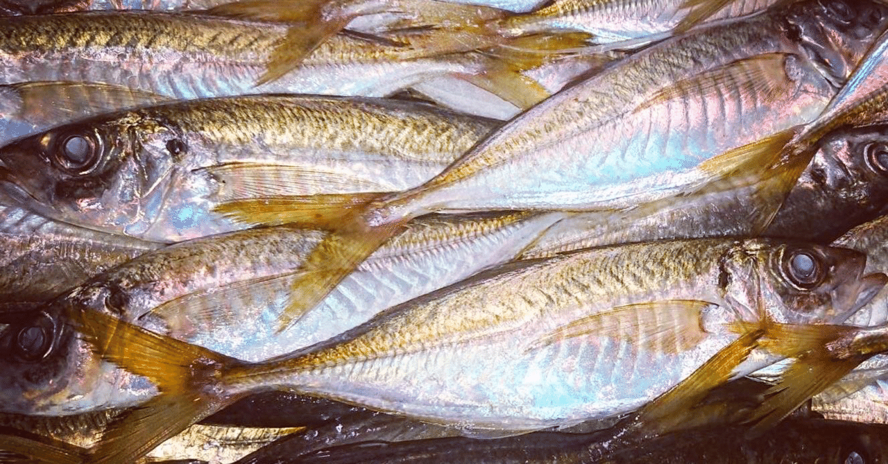 新潟 佐渡沖のking Of 大衆魚 鯵 アジ のなめろう 魚が来る 明日 新潟から 鮮魚通販 Note