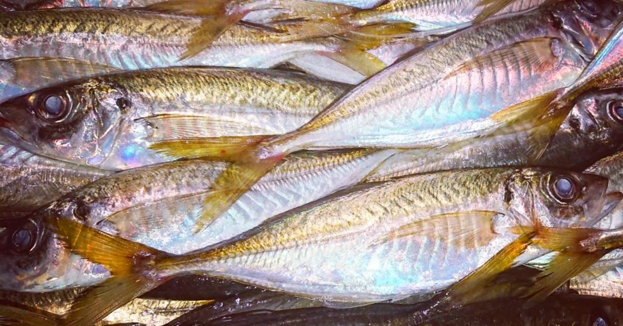 新潟 佐渡沖のking Of 大衆魚 鯵 アジ のなめろう 魚が来る 明日 新潟から 鮮魚通販 Note