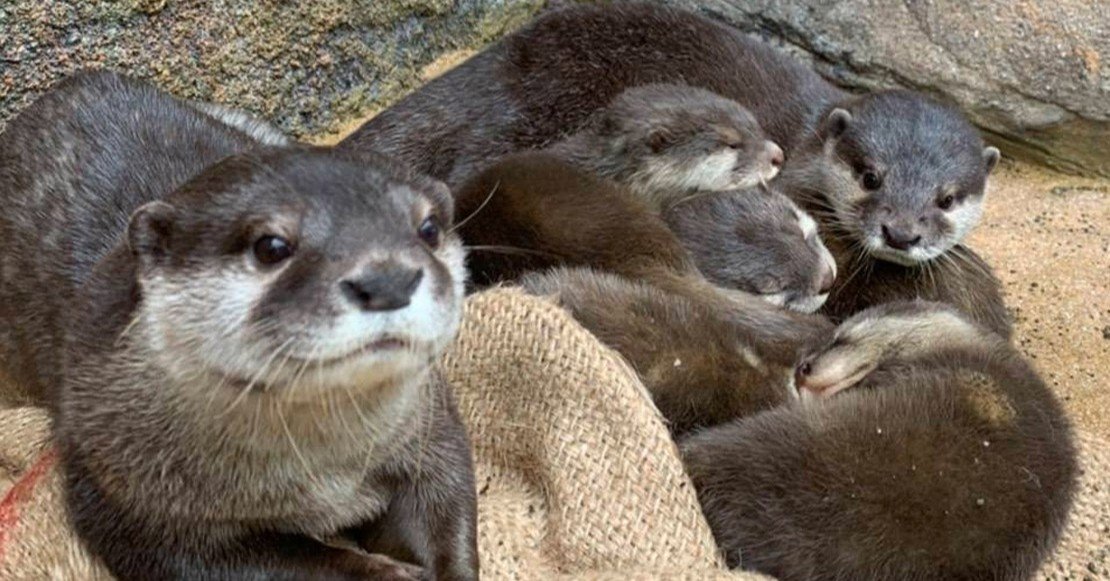コツメカワウソ 東山動植物園公式】ある日のコツメカワウソ3《 コツメカワウソ