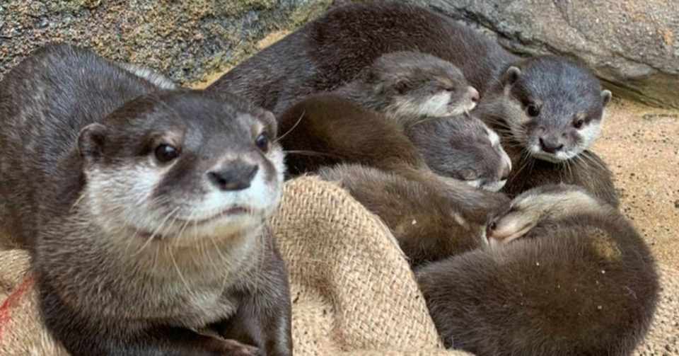 コツメカワウソのこどもたち その後 那須どうぶつ王国 日々 どうぶつ日誌