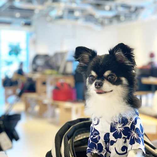 犬の声が聞けたらいいのに H Taka Note