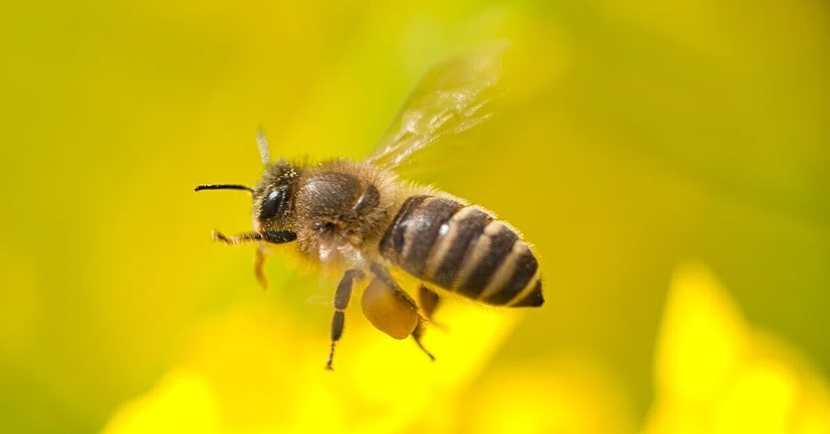 [Paper Summary] How will robots that record bee 