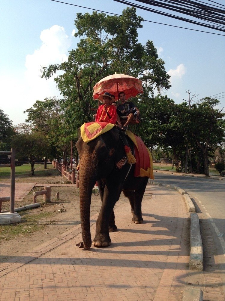 #ぞう#ゾウ #象 #elephant #タイ #アユタヤ #thai #ayutthaya