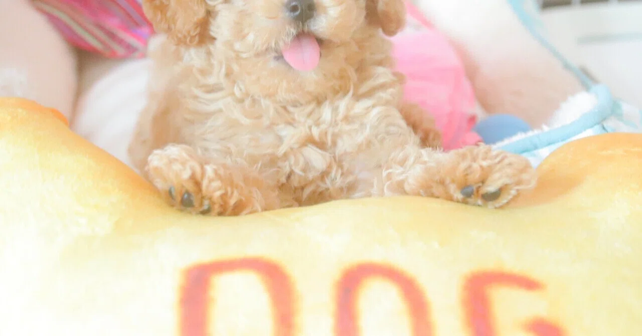 [My Dog's Record] My beloved pet is now a LINE sticker!｜Luna