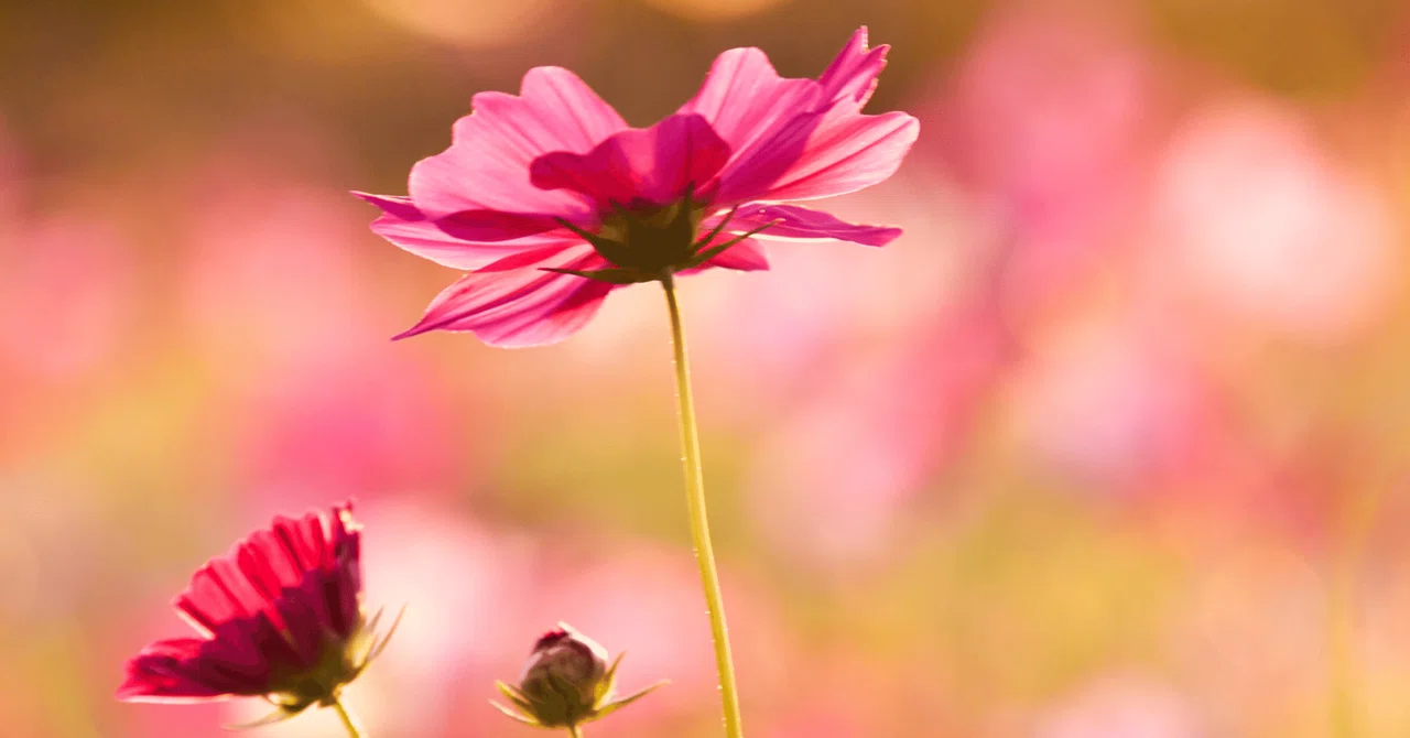 Is Child-rearing Just for Moms? Thinking About Moms' True Feelings and ...
