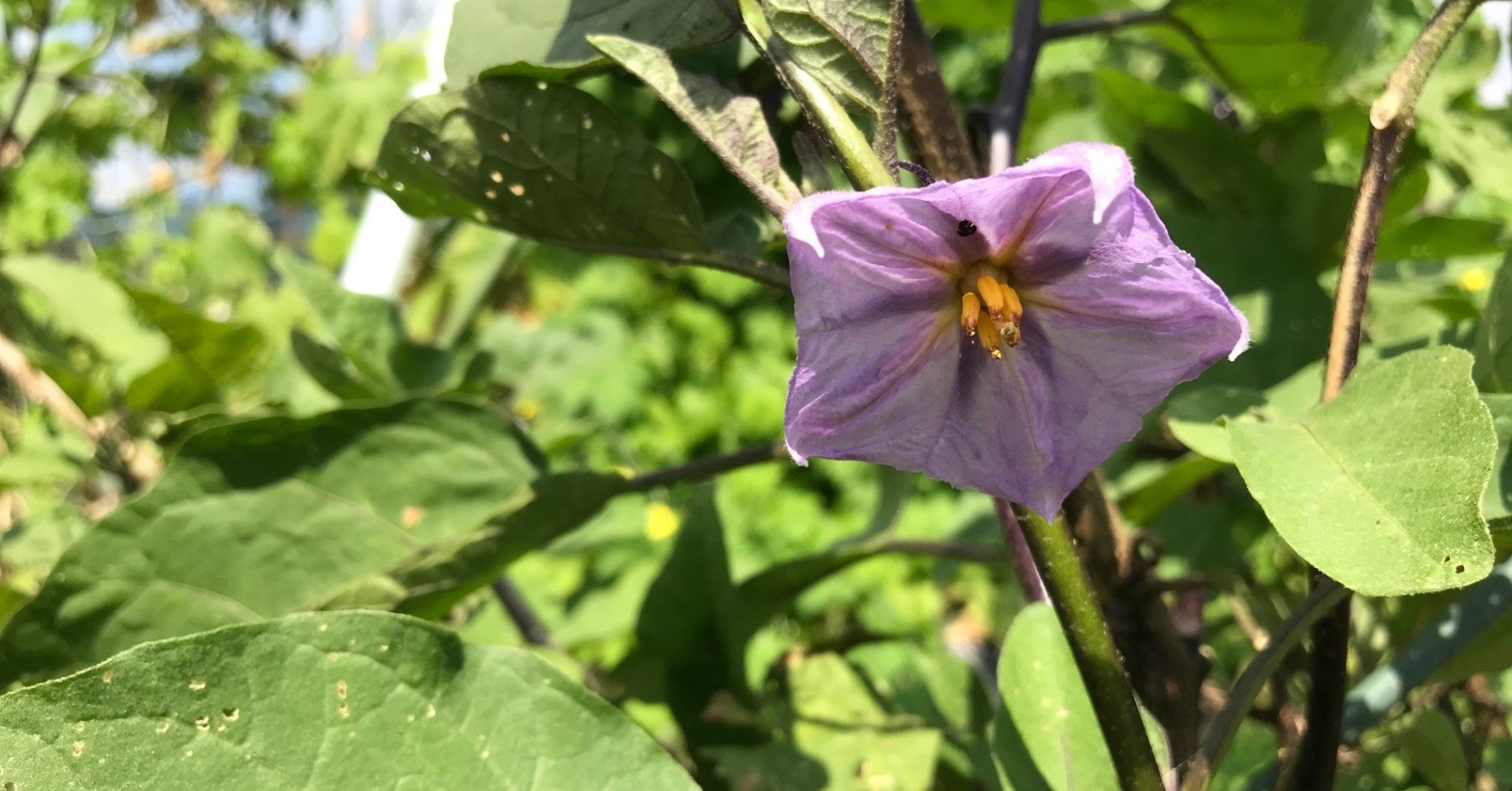 日曜日なので家庭菜園 太陽熱消毒に挑戦 飯野 修 Note 日曜日なので家庭菜園 太陽熱消毒に挑戦 飯野 修 Note